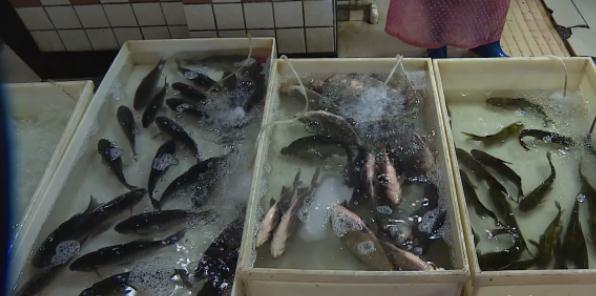 紧缺,断货!淡水鱼价格上涨,批发价突破"十元大关"!