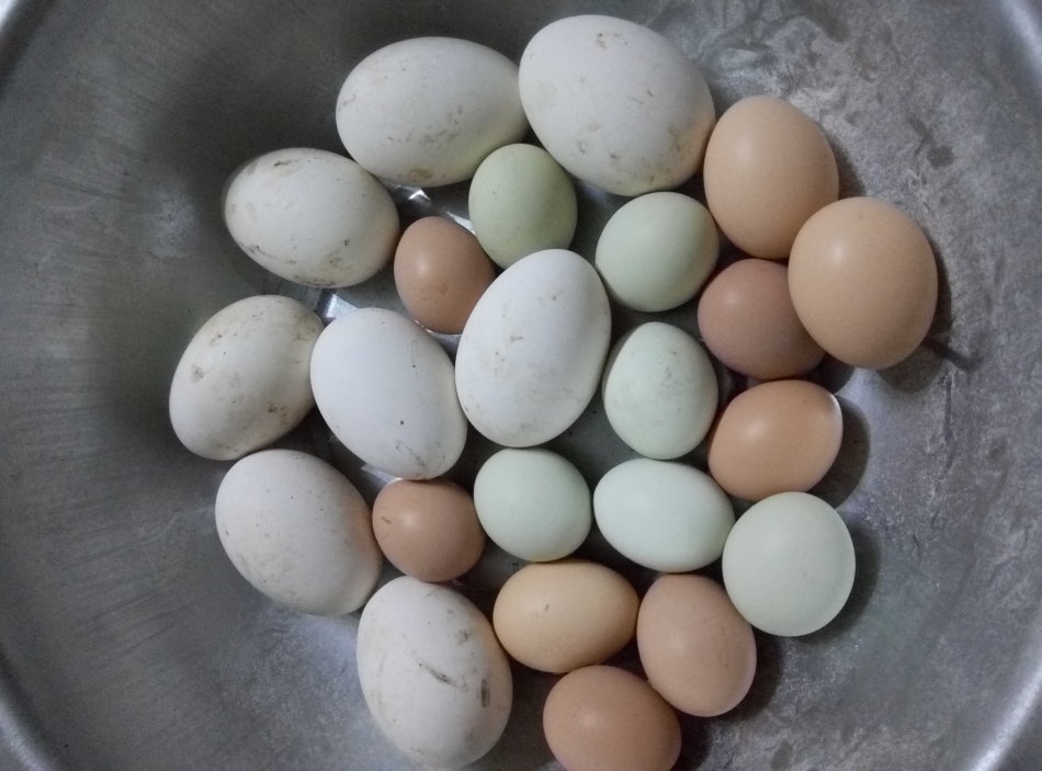 鸡蛋,鸭蛋,鹅蛋哪种营养更高?一文告诉你答案