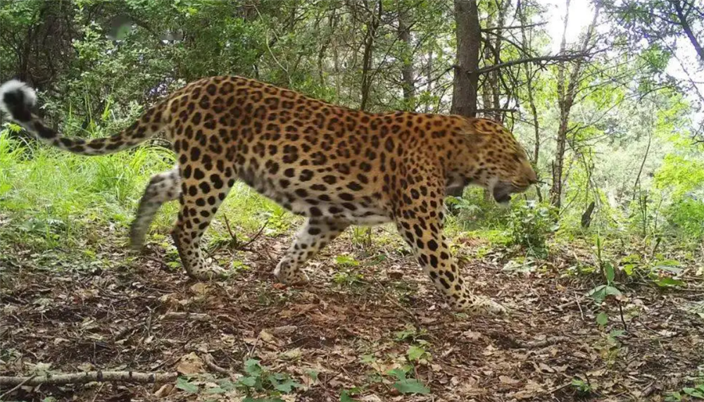 华北豹一家四口现身子午岭,母豹躺在地上休息,小豹叼着猎物跑