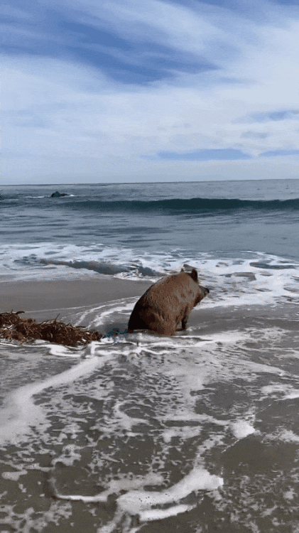  看蟮囊Ш狭故强梢郧崴赡胨槟愕耐饭 ,或者吞掉你