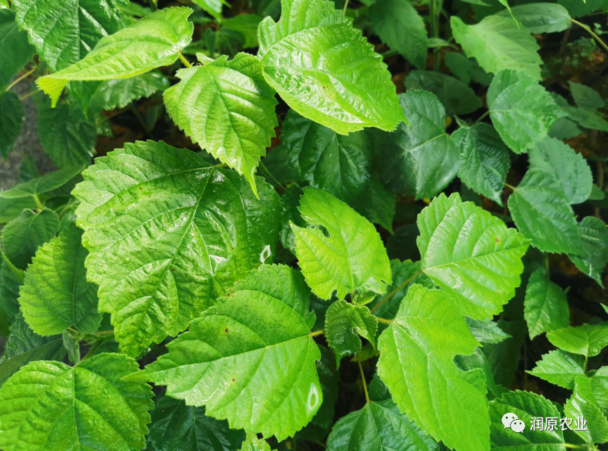 新型杂交构树凭啥实力浑身是宝？_百科TA说