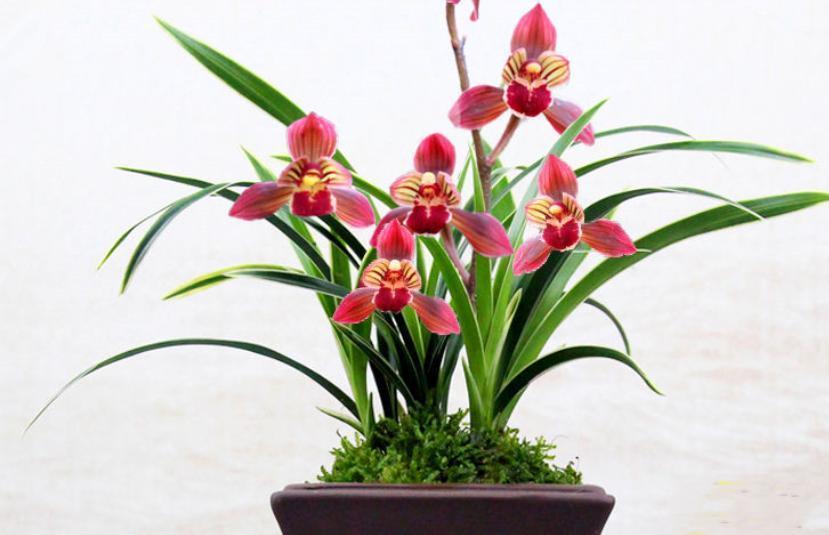 东方红神荷,一款品相独特的兰花,盆栽花大色艳,拍照十分美