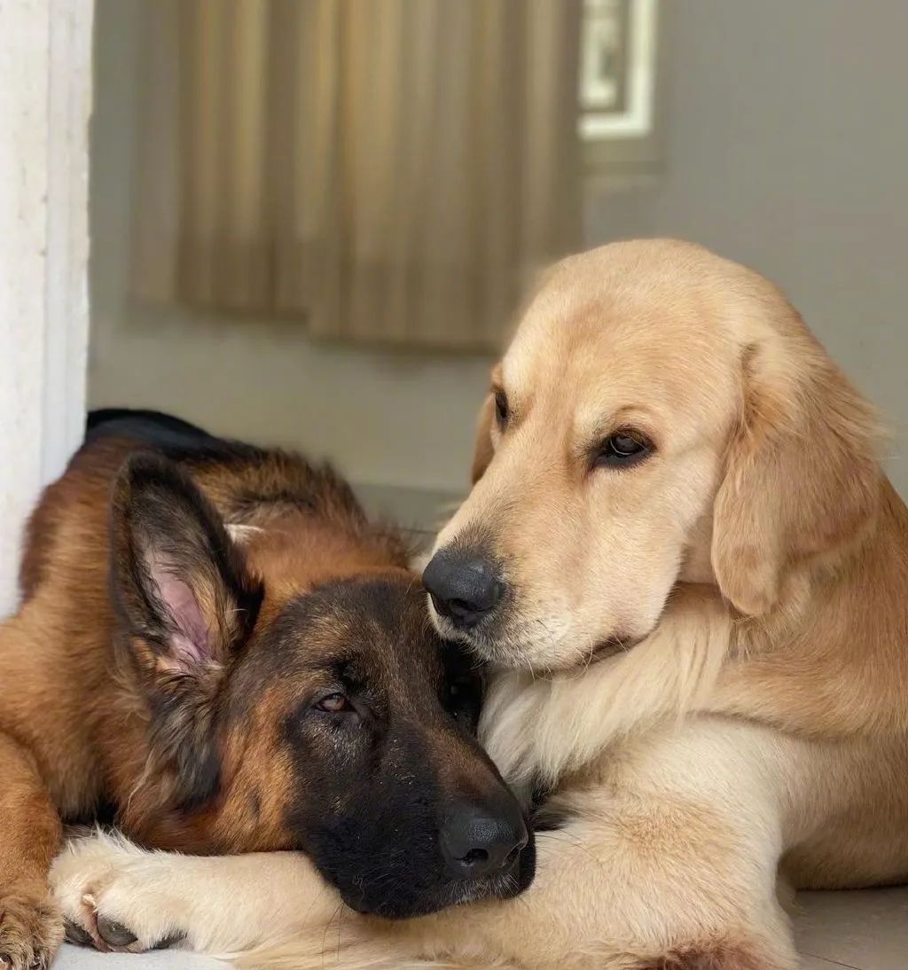 同时养了德牧和金毛,结果它俩灵魂互换了?