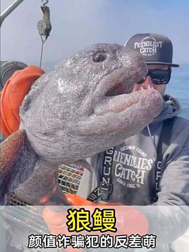 啃海胆像嗑瓜子,"丑海怪"竟然很温柔.动物世界 动物科普 狼鳗