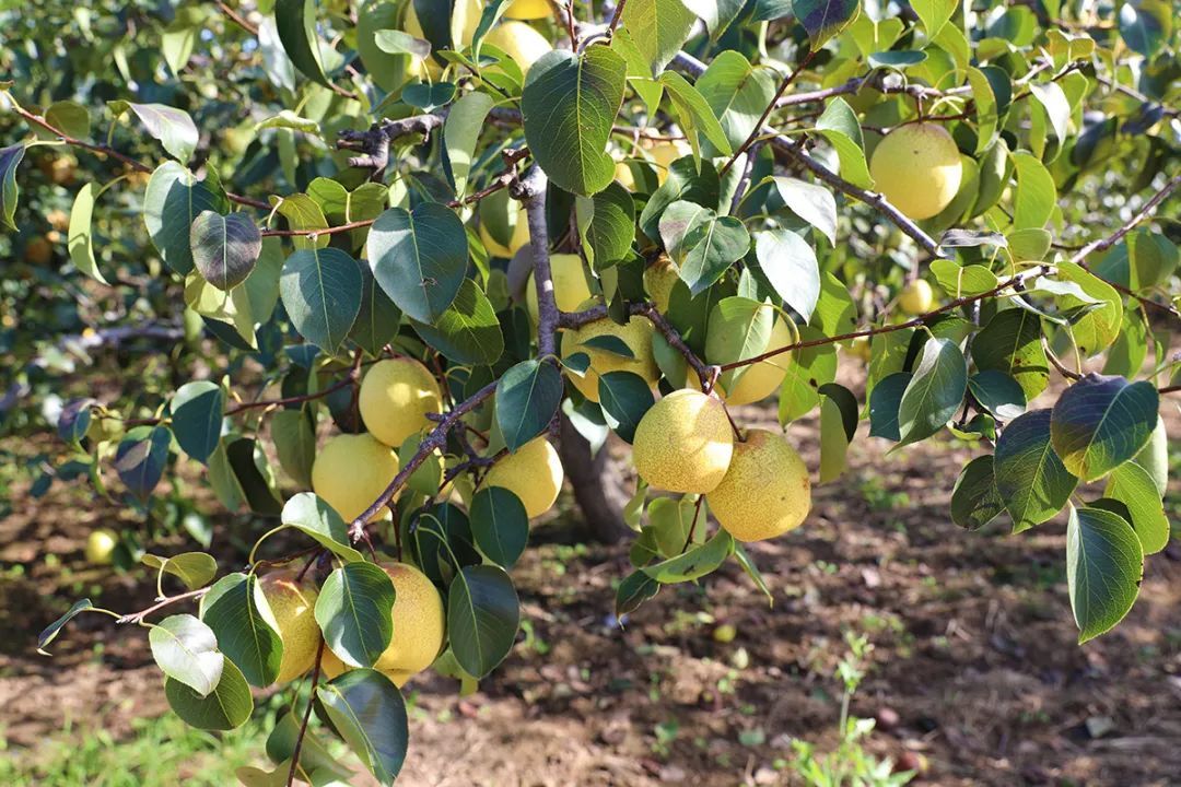 乡村振兴|硕果满枝,香气四溢~龙湾屯镇千亩梨园丰收啦