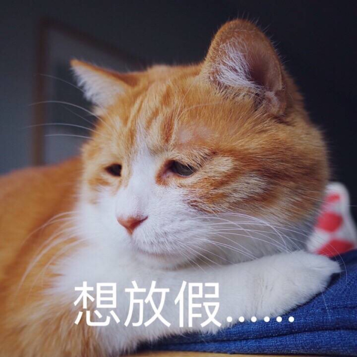 深圳取消这项春节重要活动!
