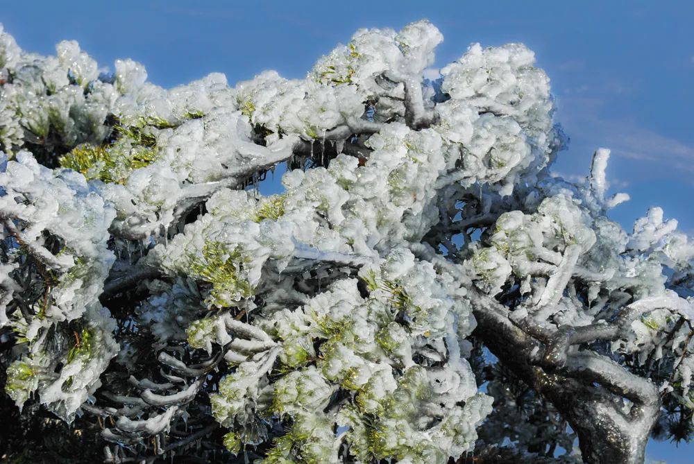 大别山的雪之小品二树上挂冰凌!