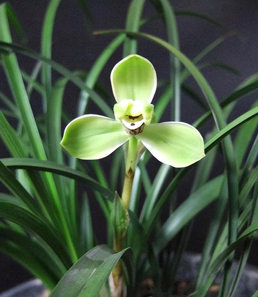 春兰四大天王之首"宋梅",瓣型完美,幽香馥郁,开花后自带仙气