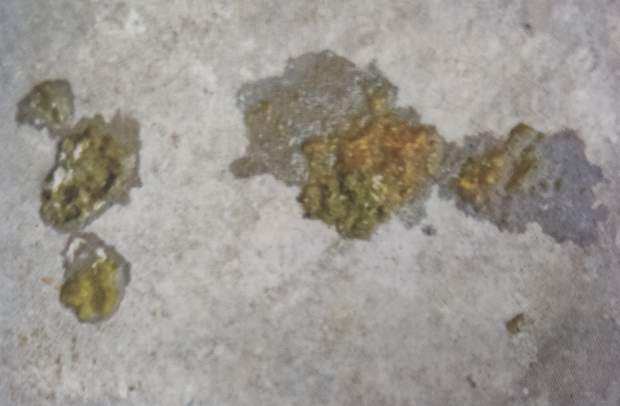 博金赛鸽丨鸽子拉绿便是什么原因