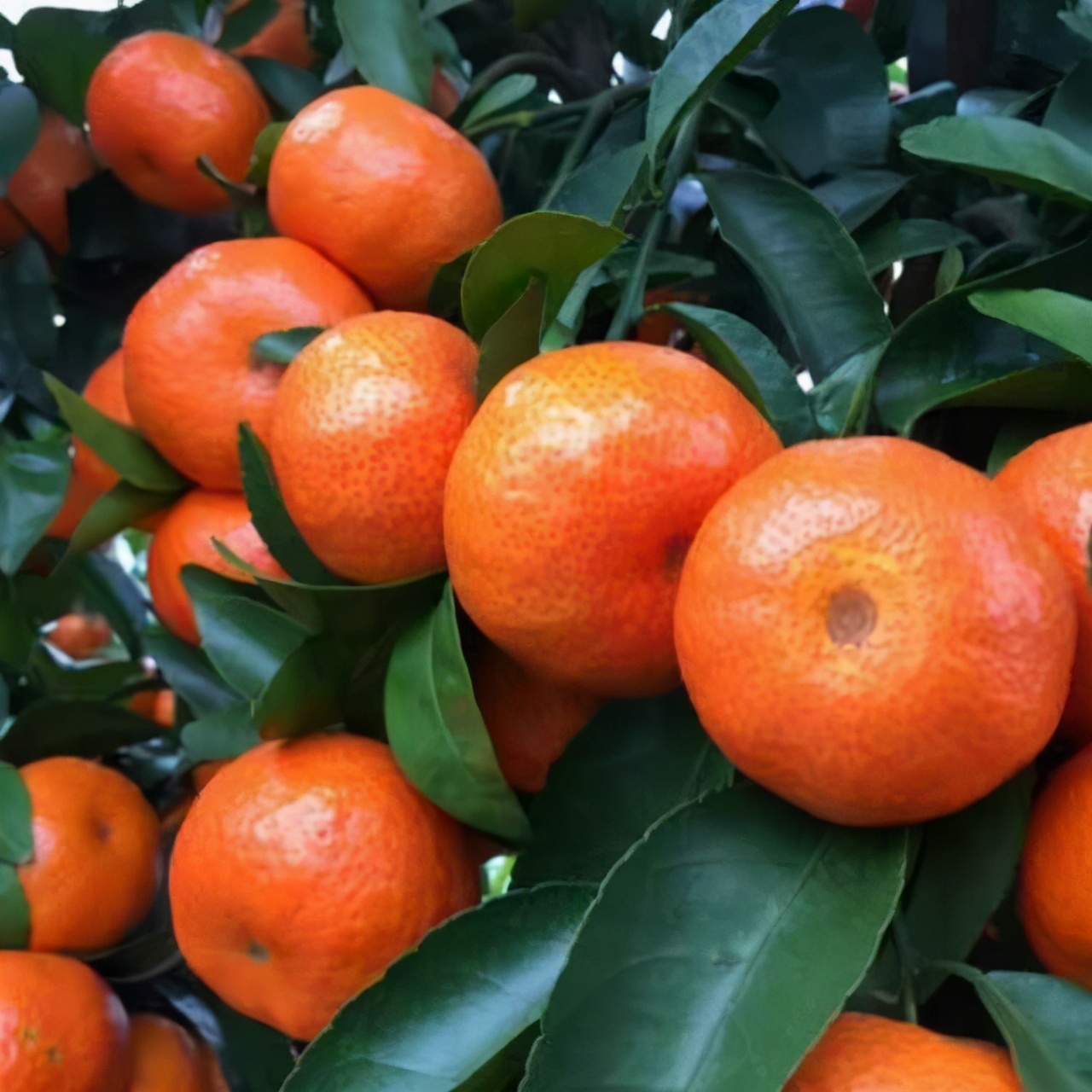 沃柑大家不敢买,砂糖橘却逆势上涨,种植户再也不用眼红了