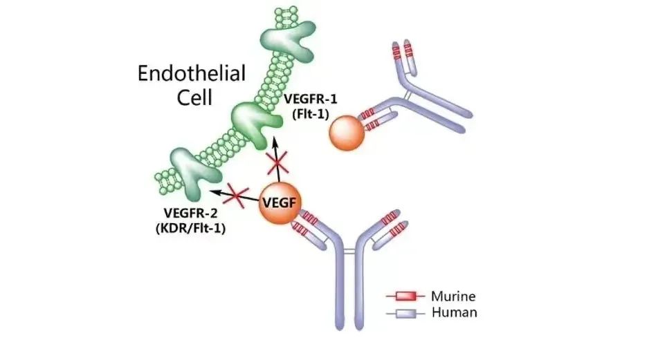 眼科抗vegf的前生今世(八)生物类似药摩拳擦掌