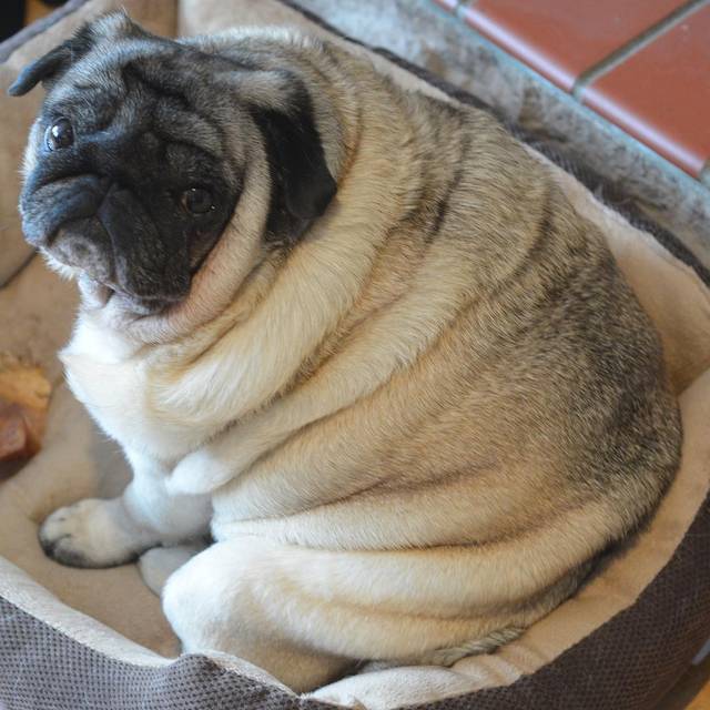 狗狗要不要"绝育"?过来人告诉你答案