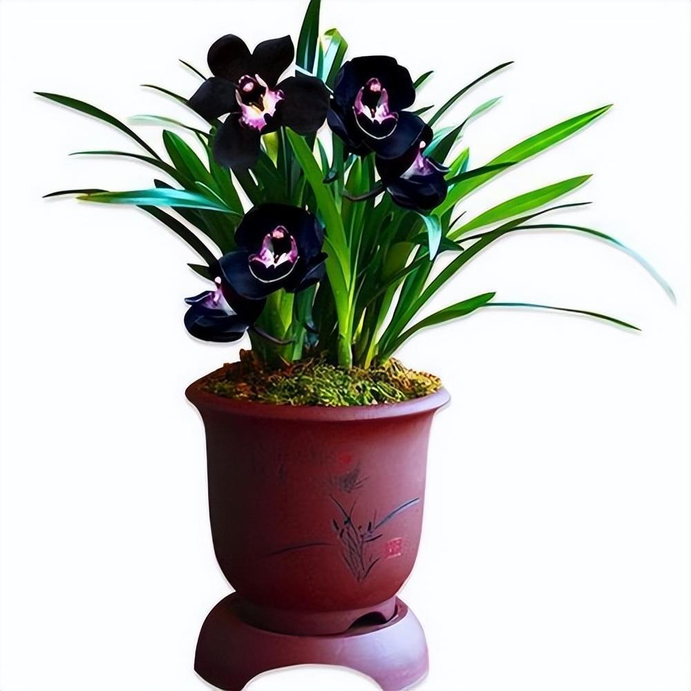 墨兰新宠"黑雪姬",黑杆黑花,花色神秘,兰香浓郁,好养易活