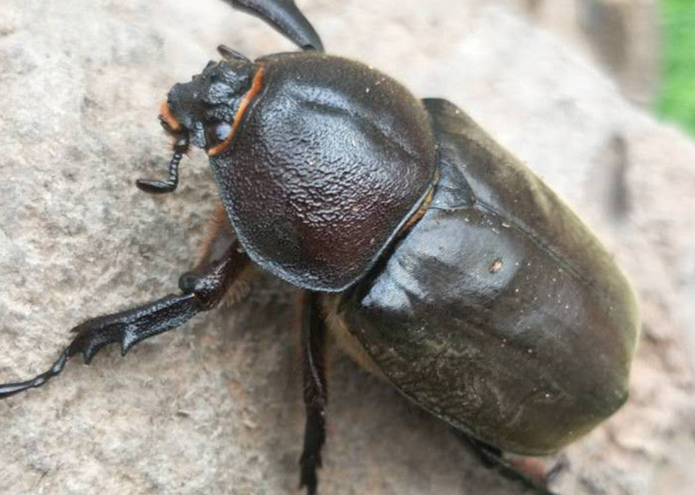 中华大扁锹怎么养?