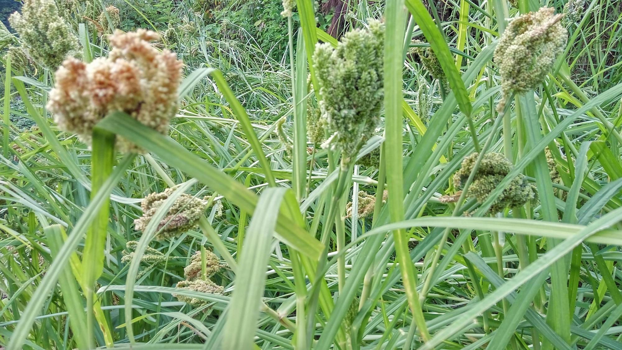 湖南新化家家种植的糁子,果实称为黑珍珠,做成粑蒸鸡吃最美味