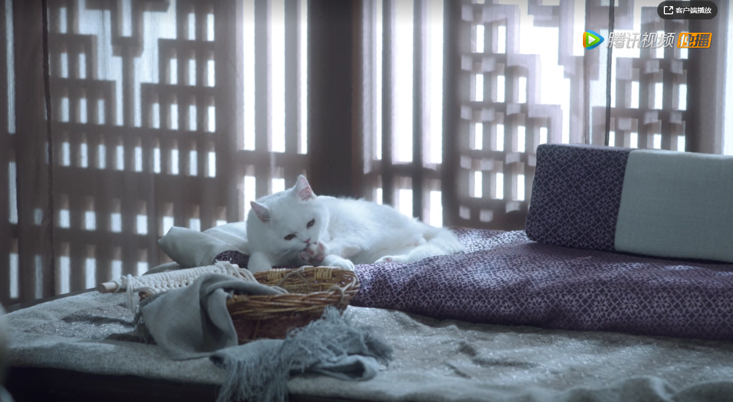 《雪中悍刀行》凭啥差评?连鱼幼薇怀里的那只白猫,演技都那么好