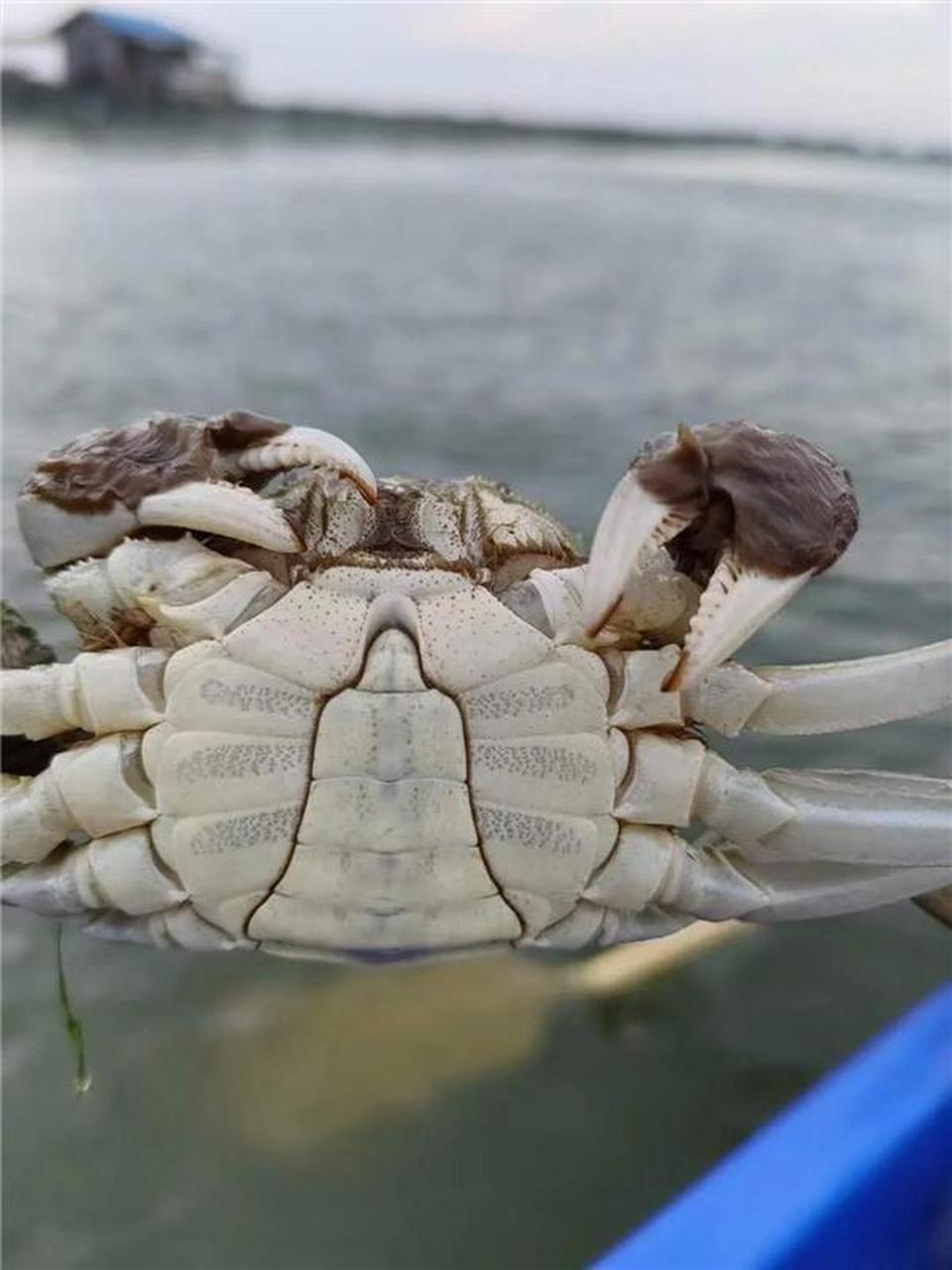 每年必蹲的大闸蟹店铺  又是一年菊黄蟹肥时,阳澄湖大闸蟹是消费者