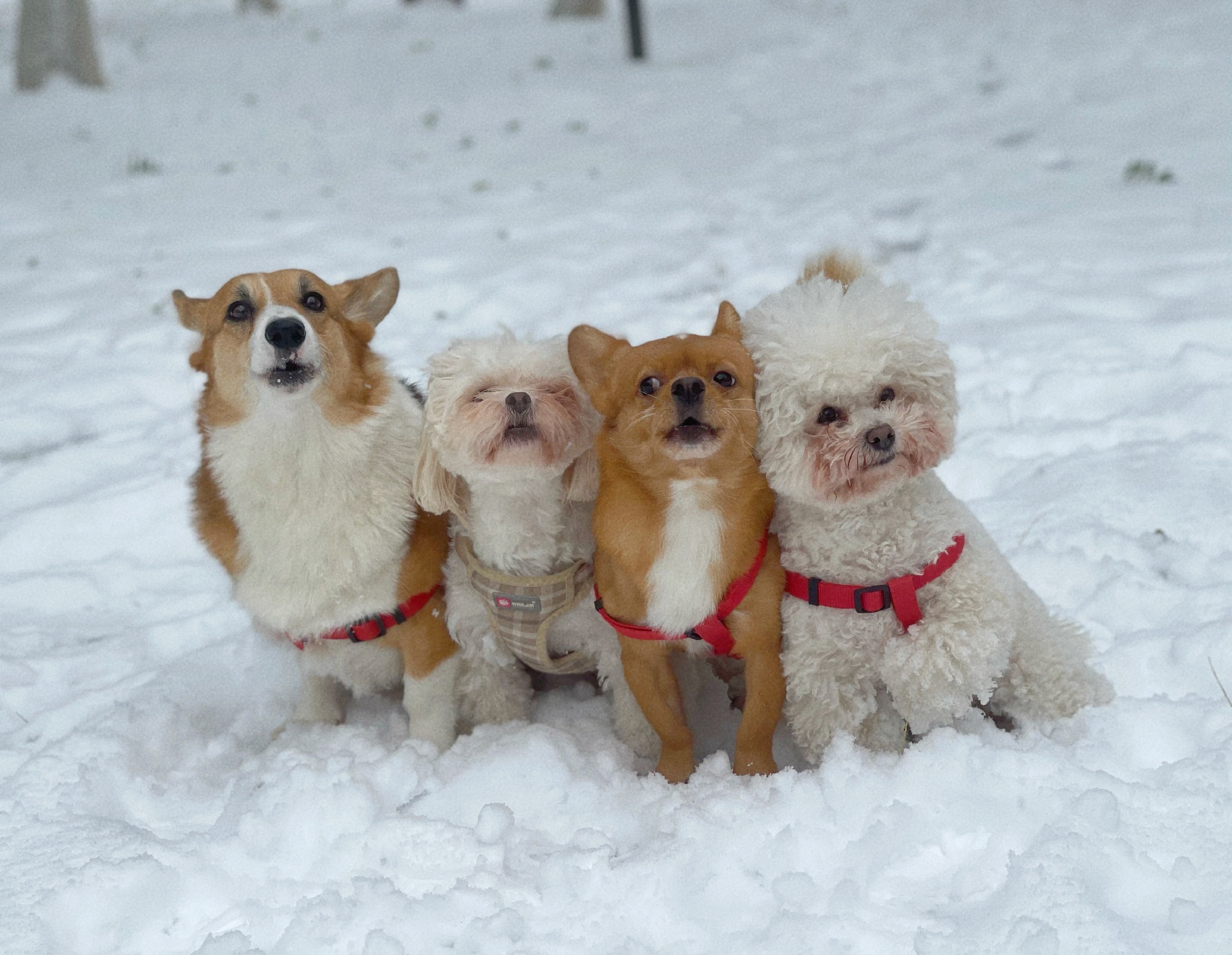 柯铭:一人四狗圈粉千万,戏精狗狗模仿甄嬛,上演狗界宫斗大戏