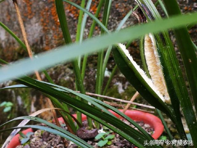 兰花龙根不神奇,农夫带你上山,揭秘野生兰花龙根是怎么形成的