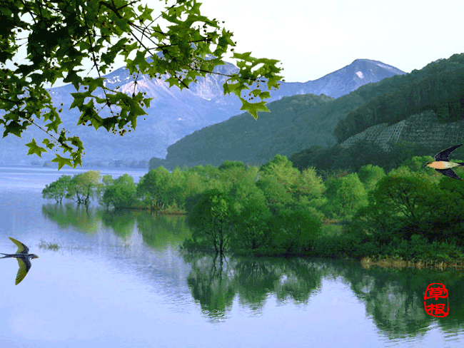 王进德(北京) 细雨今衔谷,槐花遍地香. 几声闻杜宇,翻作