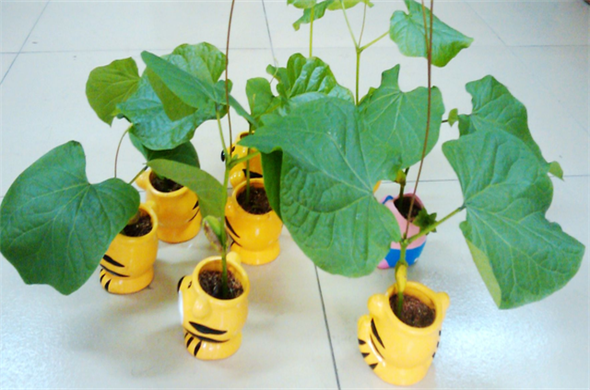 魔豆是什么植物?