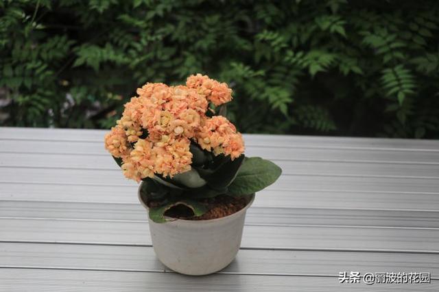 摩尔长寿花,花开肉色花朵重瓣,花开到6月花期长个别花朵带红丝