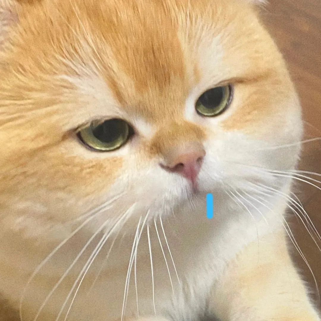 太喜欢这组猫咪表情包了