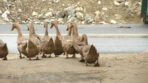 推荐相邻两家鸭子每天自动组队出门，主人故意少放3只，鸭子竟一直等