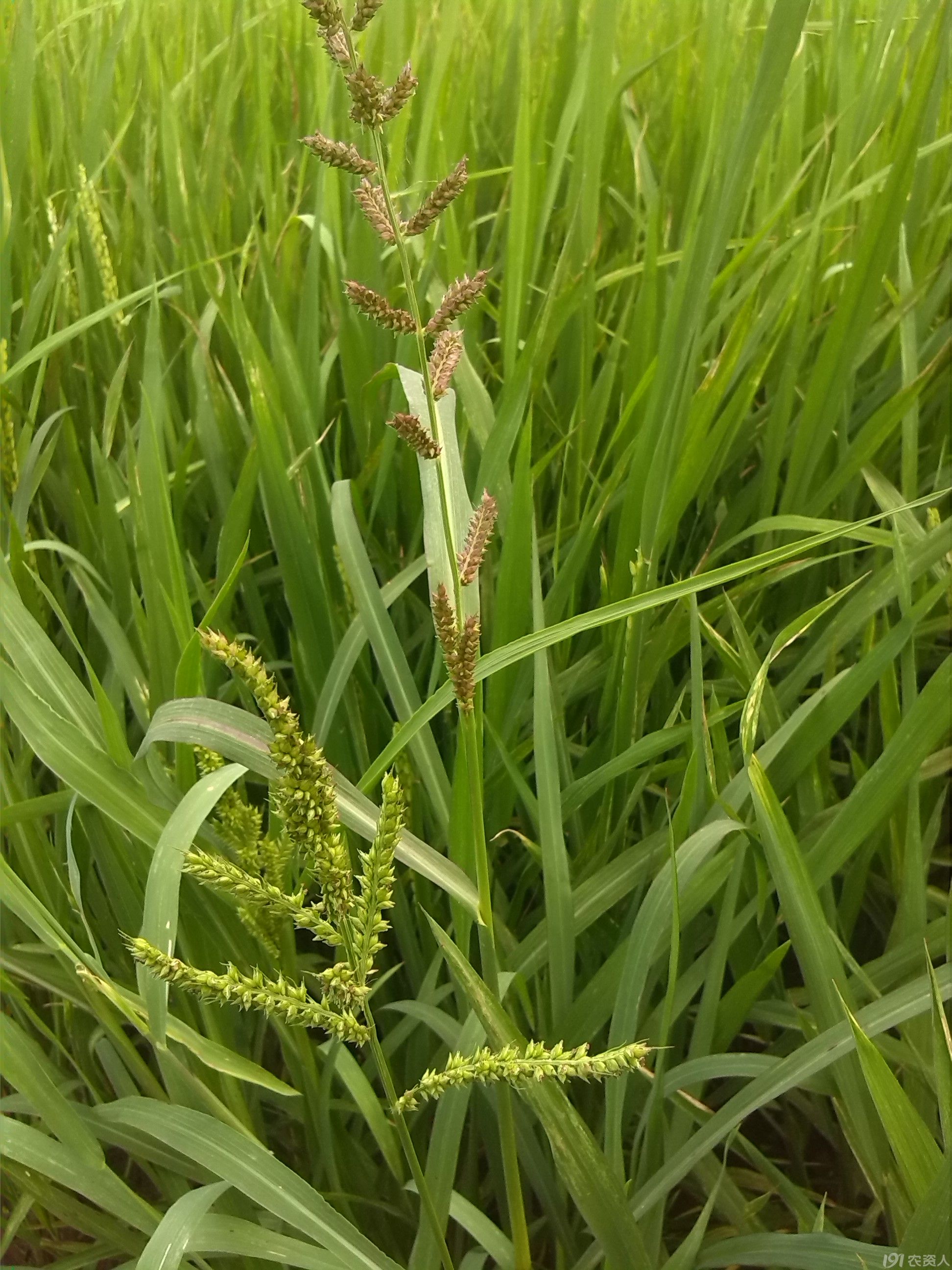 稗草根系图片