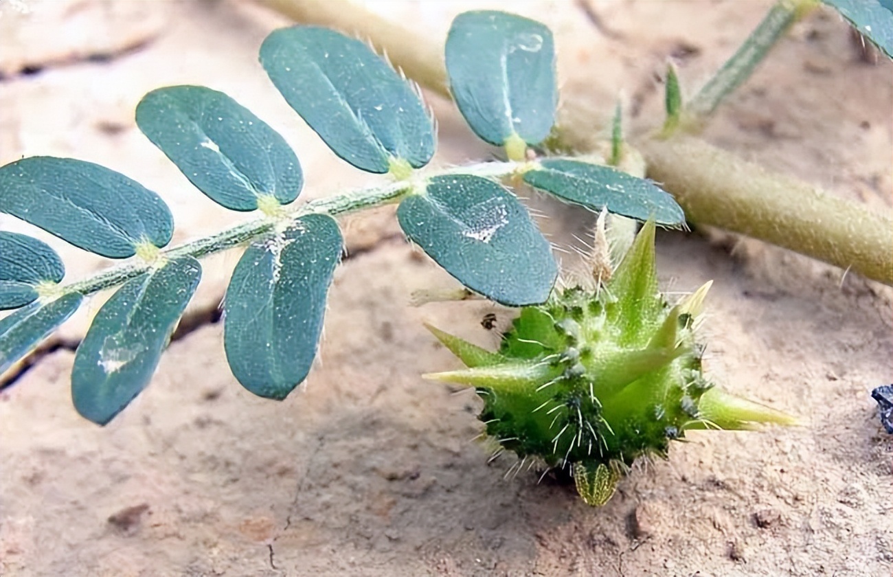 棘勒狗子植物图片图片