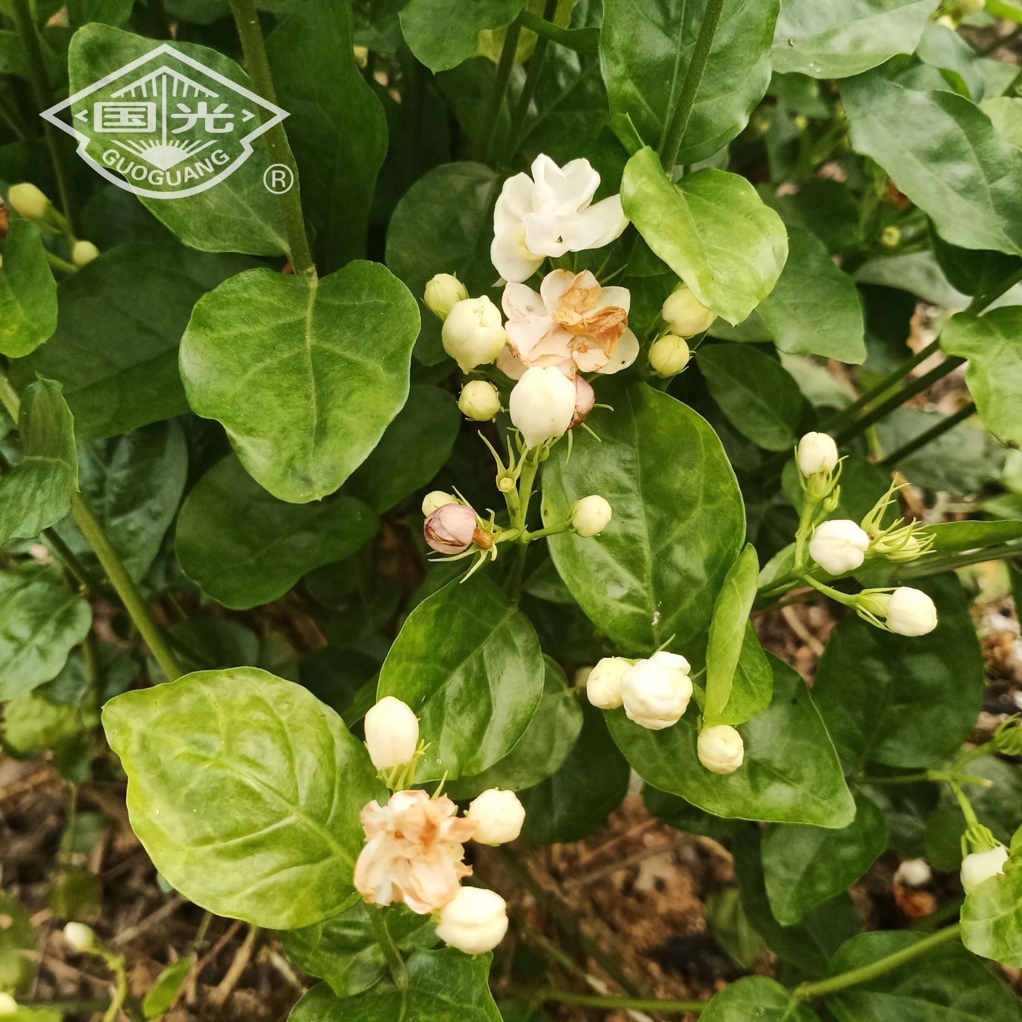 茉莉花花蕾螟的识别及防治方法