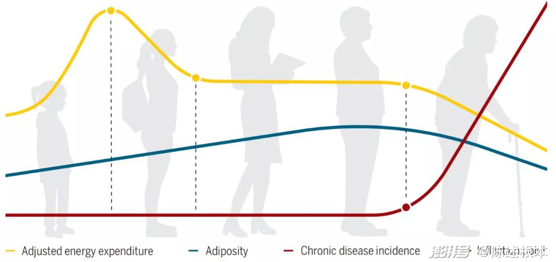 新陈代谢年龄图图片