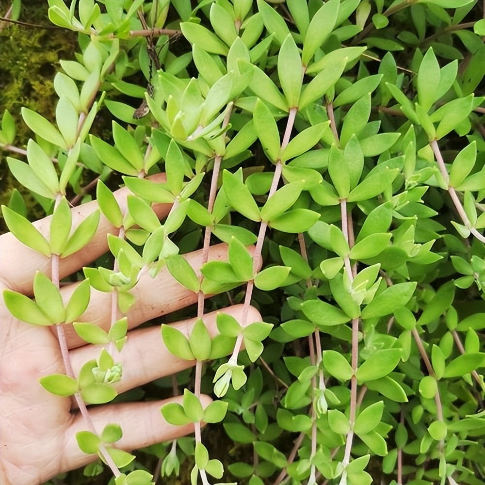 農村河邊不起眼的狗牙草,被號稱為肝炎草,用來煮水作用厲害了