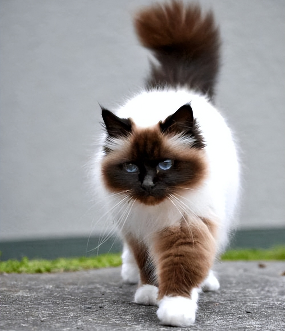 盘点八种"大体型"宠物猫:缅因布偶上榜!大橘:有礼貌但不多!
