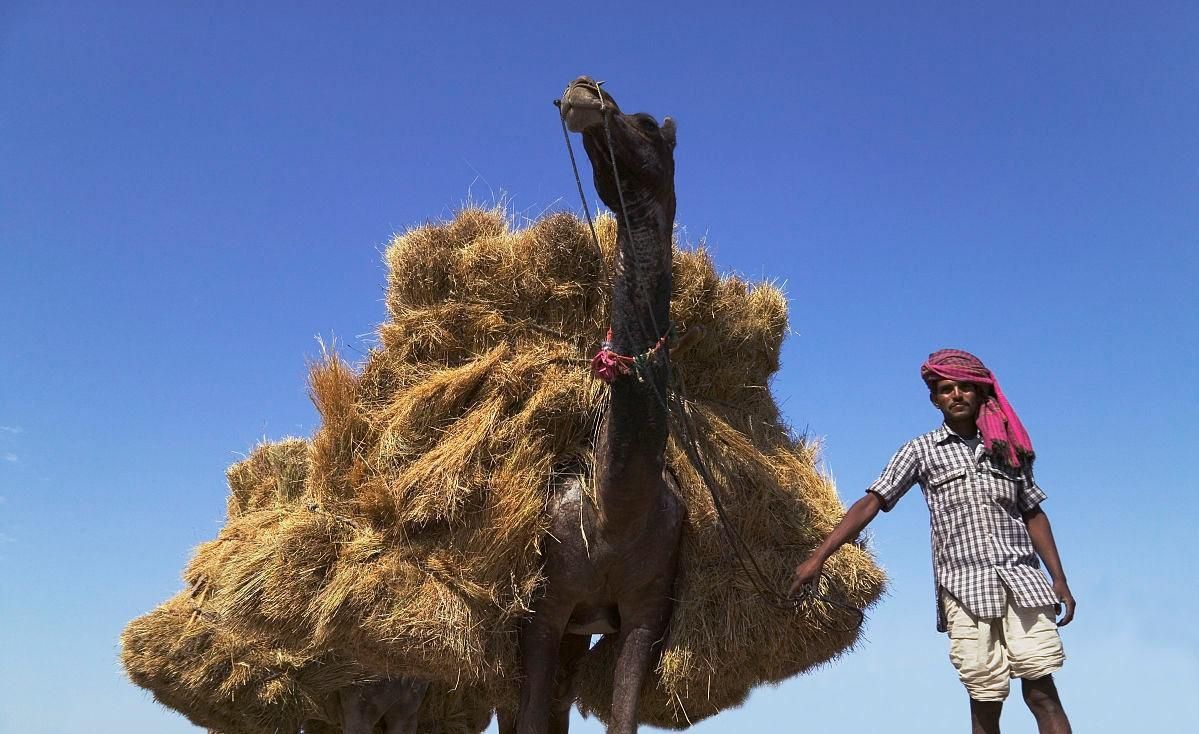 大娘与志姑私聊记录曝光,压死骆驼的稻草出现,小蛋糕包村成看点