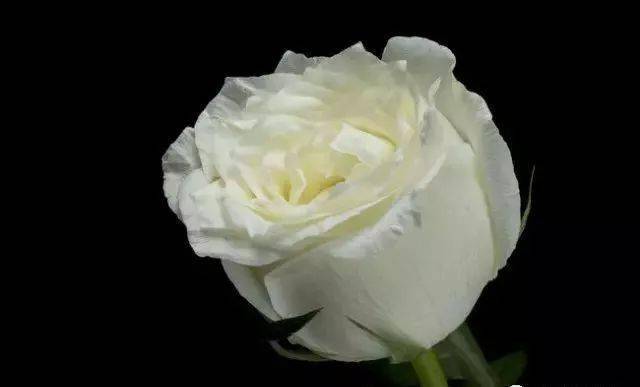 玫瑰品种科普,你都认识吗?