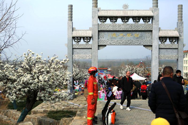 一树千年,一花入梦!宁阳凤凰山万亩梨花怒放枝头