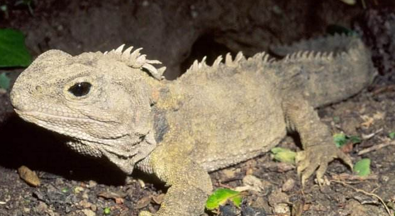 世界十大爬行动物之最