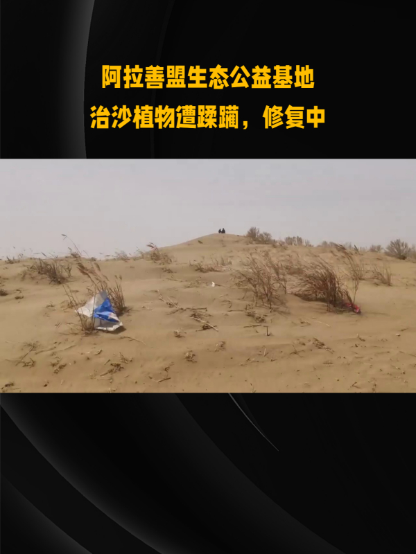 阿拉善盟治沙植物惨遭自驾游越野车践踏,超过一万棵花棒树被毁-度小视