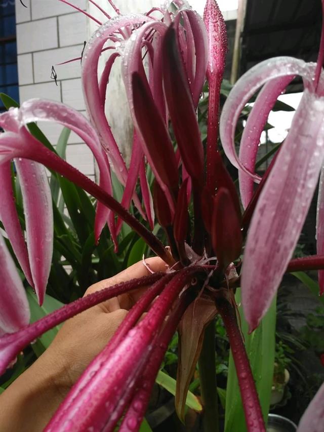 西南文殊兰:了解一下