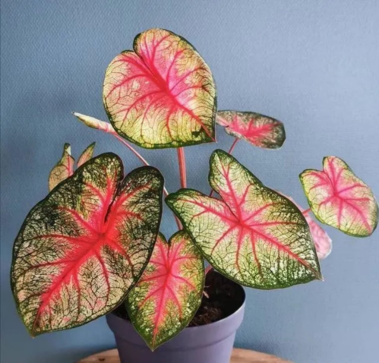 100种观叶植物|no.6 五彩芋养护攻略