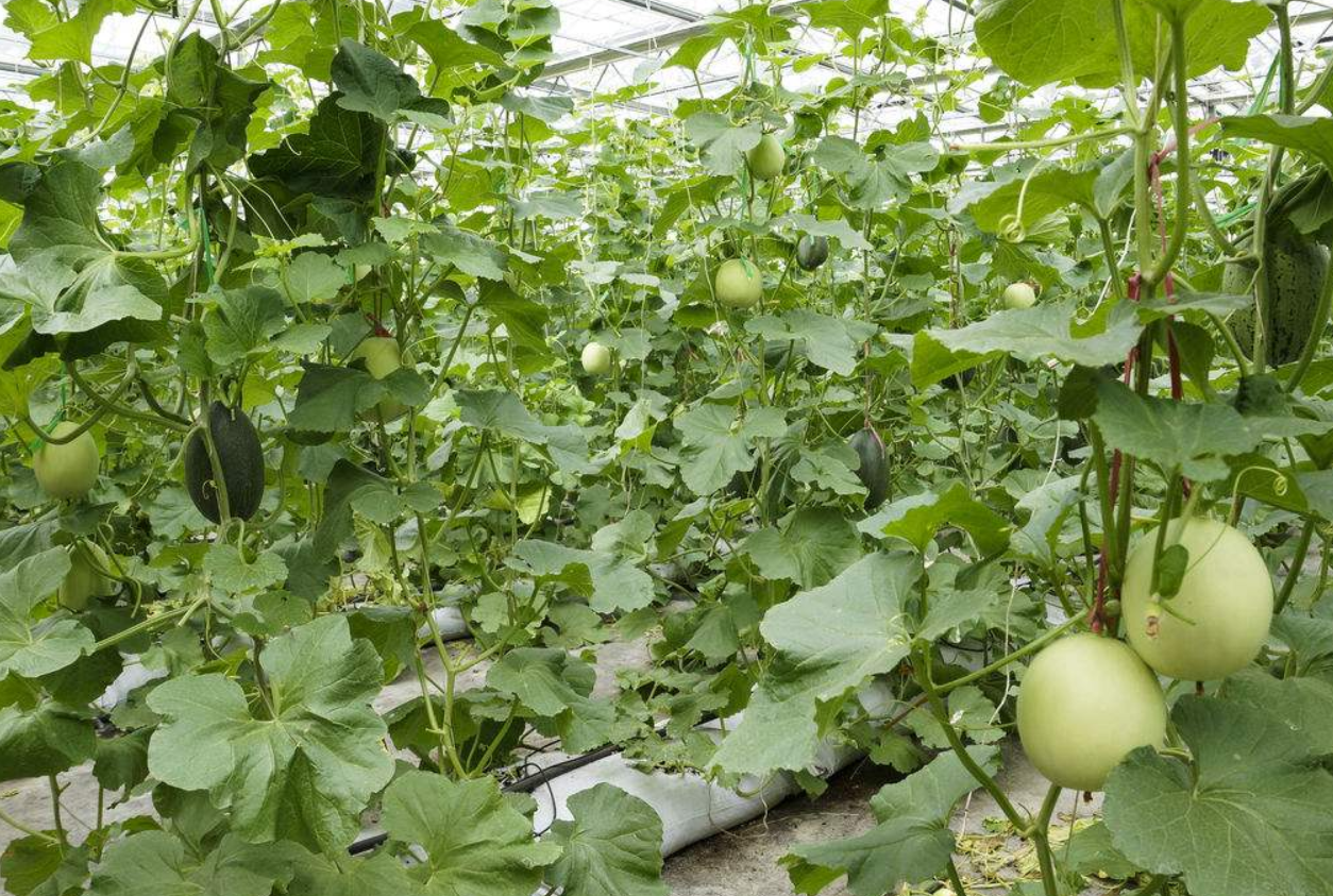 甜瓜种植,学会做无土栽培,用种植袋种植,成本低长势好