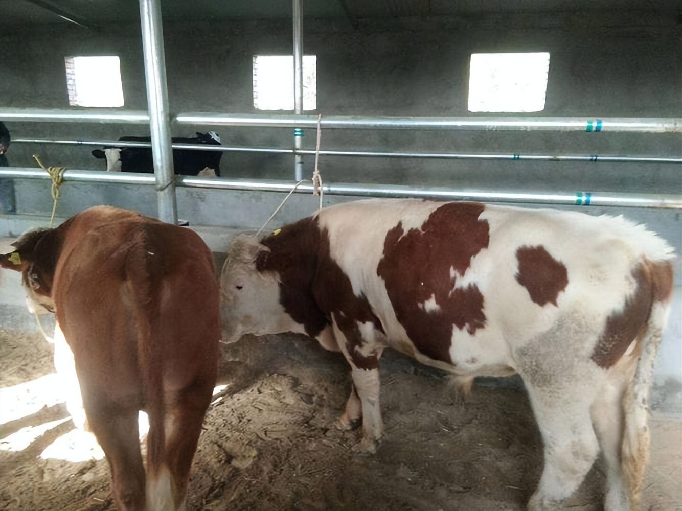 牛瘤胃鼓气的症状有哪些?牛瘤胃鼓气的治疗方法,本文给你解答!