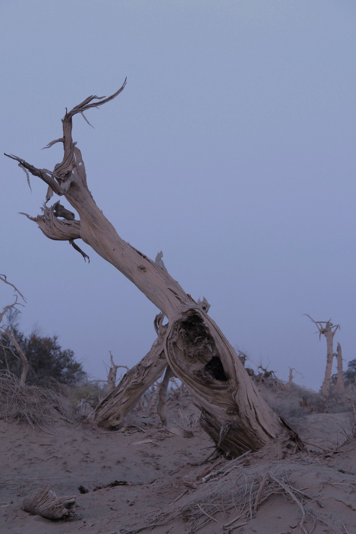 天与地与树,一片苍凉,一派悲壮