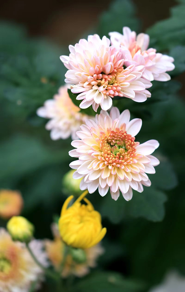 10幅菊花摄影作品 配古诗词请您欣赏