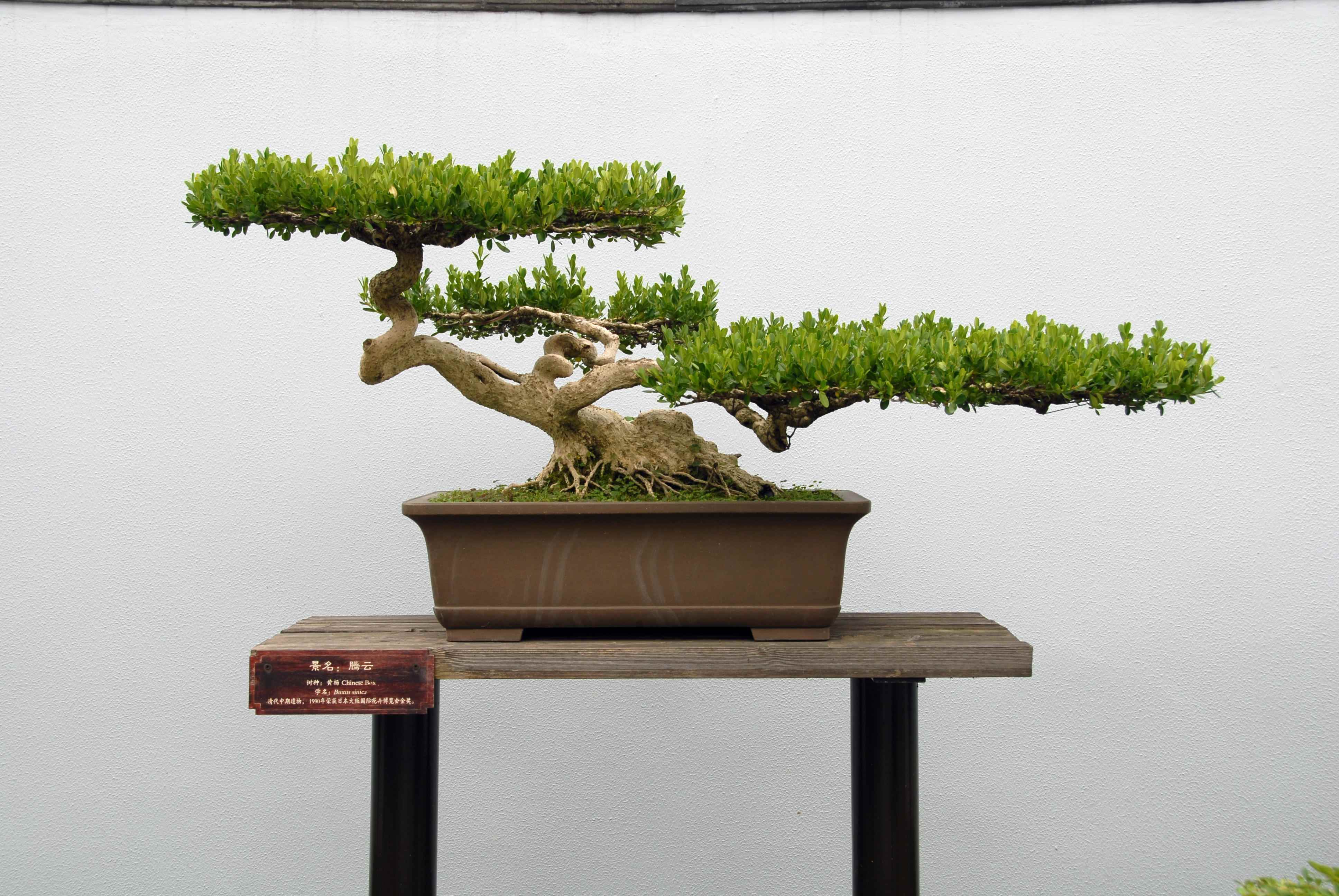 小叶紫檀,做到这3点,养好不是问题