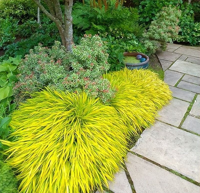 这6种耐阴植物供您参考