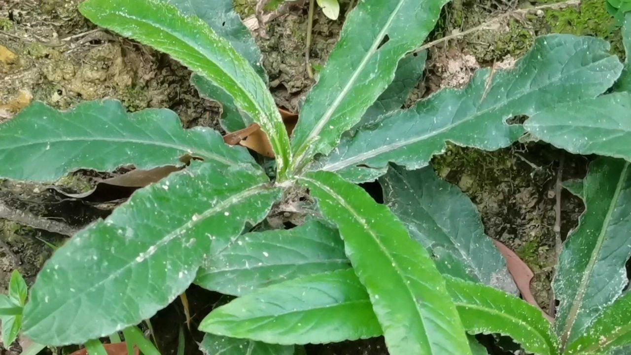 地巴根草药图片图片