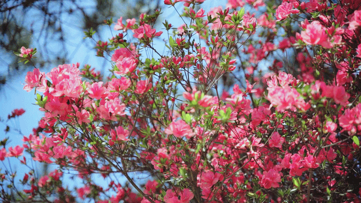 努力绽放,花开花谢,杜鹃度过绚丽的一季,人生何尝不是如此!