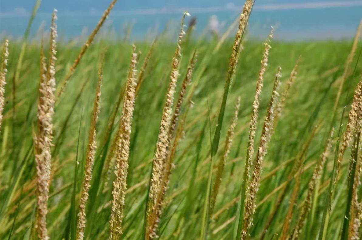 生物入侵的危害有多大?引入互花米草后,数百种鸟类不再停靠滩涂